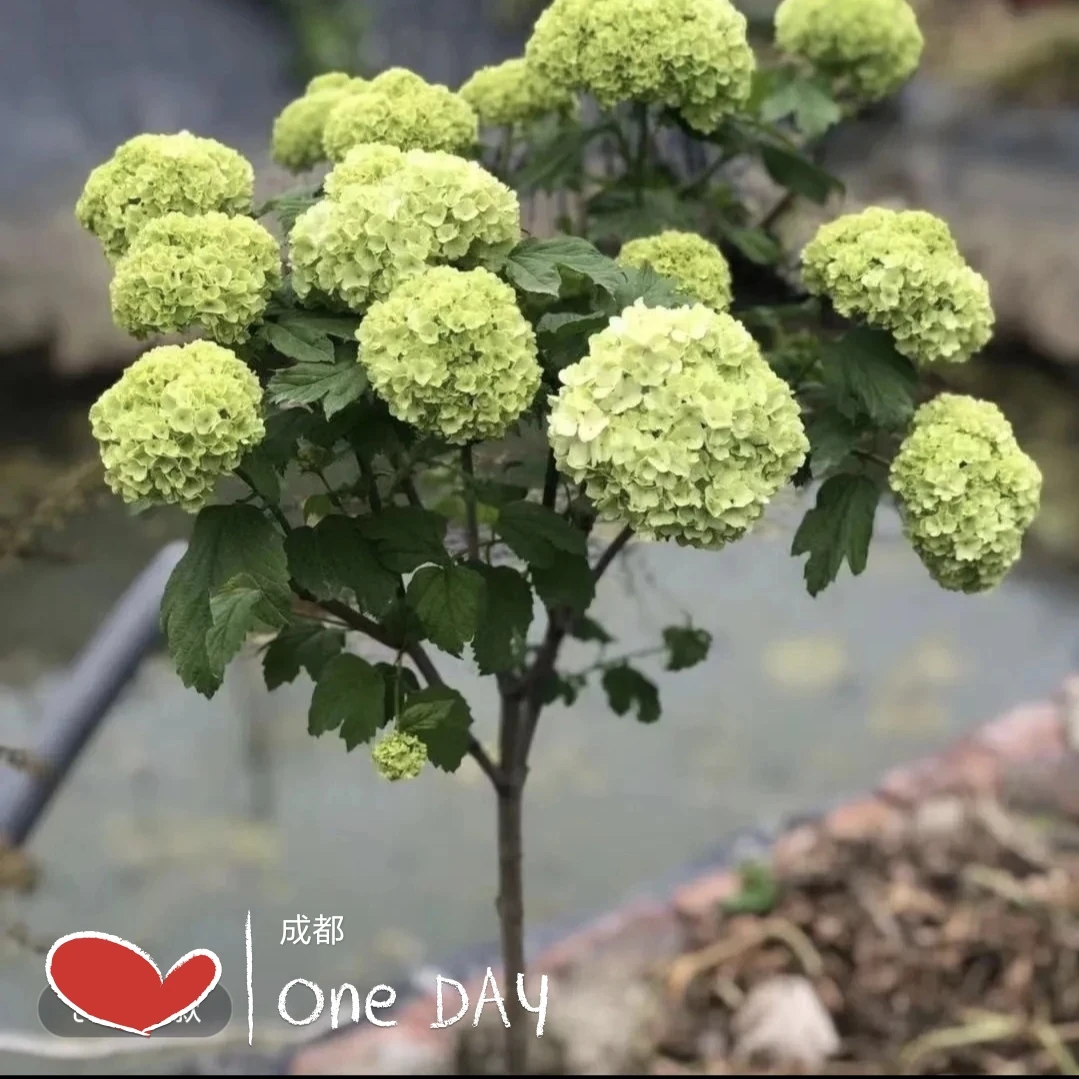 欧洲玫瑰木中华绣球棒棒糖半成品
