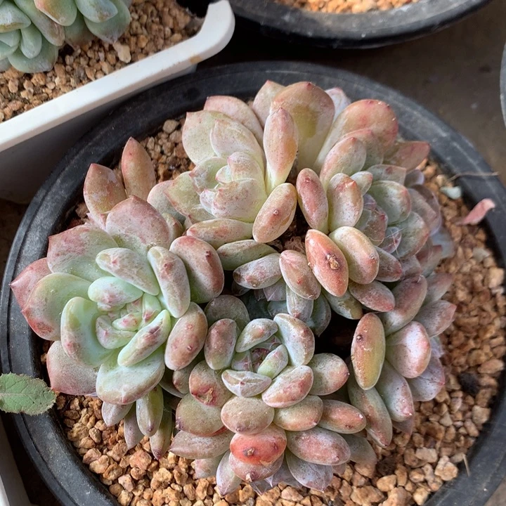 多肉植物石榴籽星影