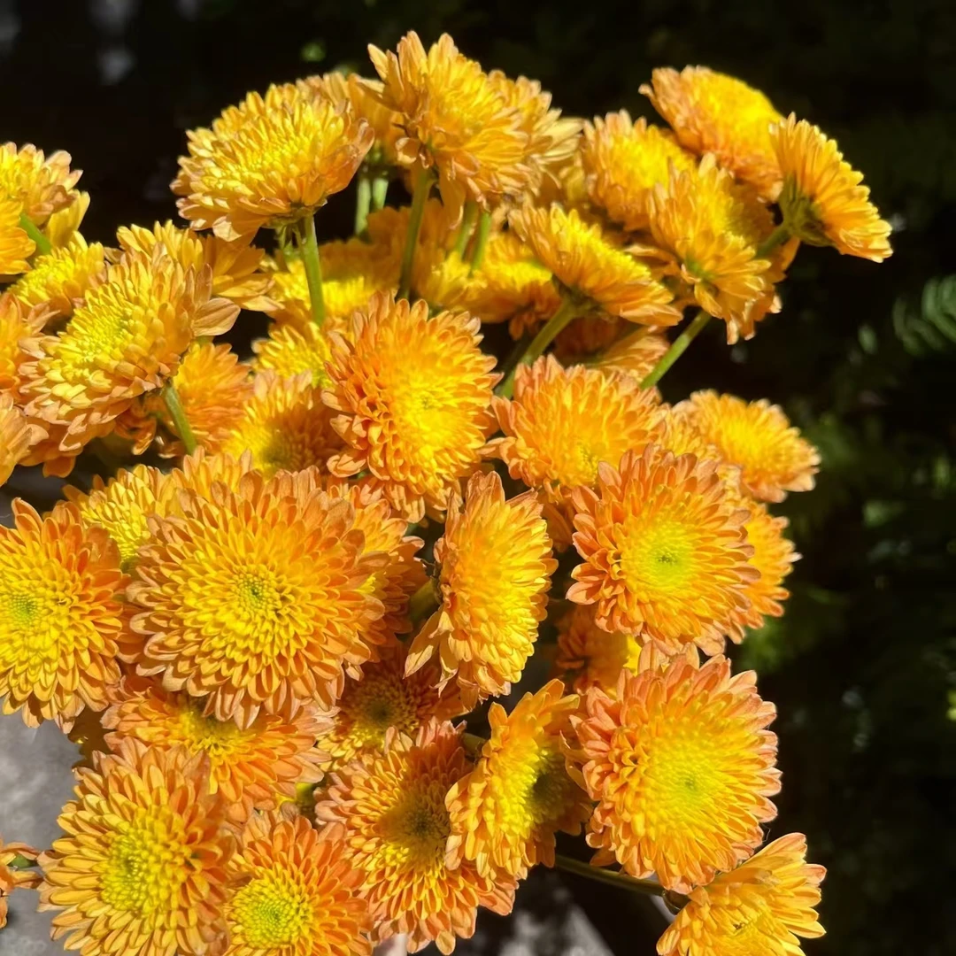 10枝南佳小雏菊 花期长【两单顺丰或京东包邮】云南鲜花