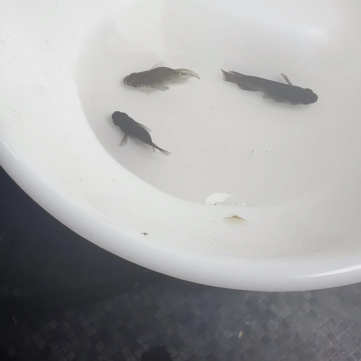 青鳉50号拍品大蛇3条