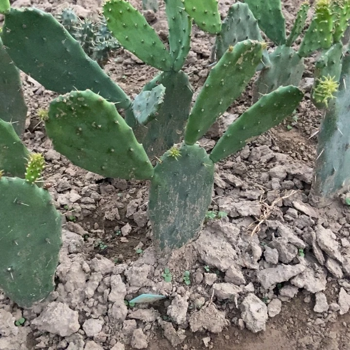 红花沙尘一棵有侧芽