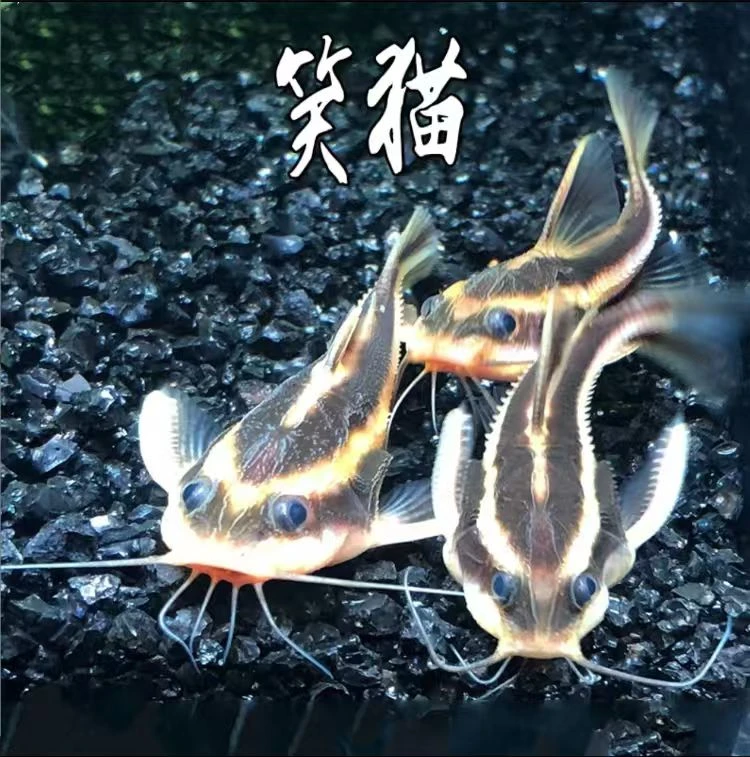 【老吴精选好物】笑猫  观赏鱼（三单发货）