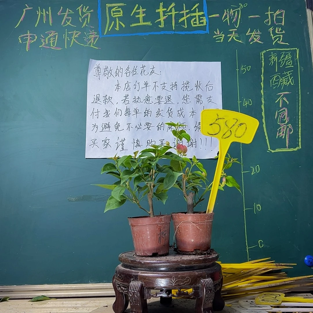 当前无花栽培后可以开花柠檬黄掌中宝 绿叶双色掌中宝580