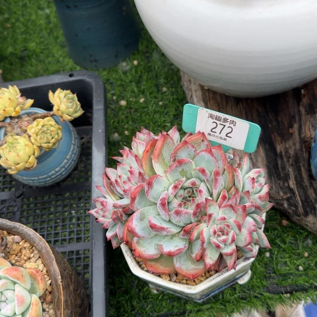 ?***?多肉植物本体弗兰克情深，老庄无坎