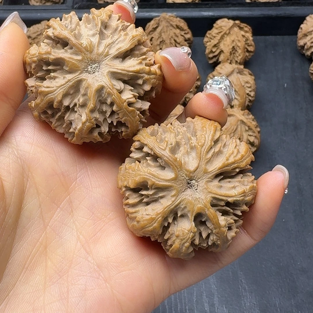 落***劫桃木突突突突突突突