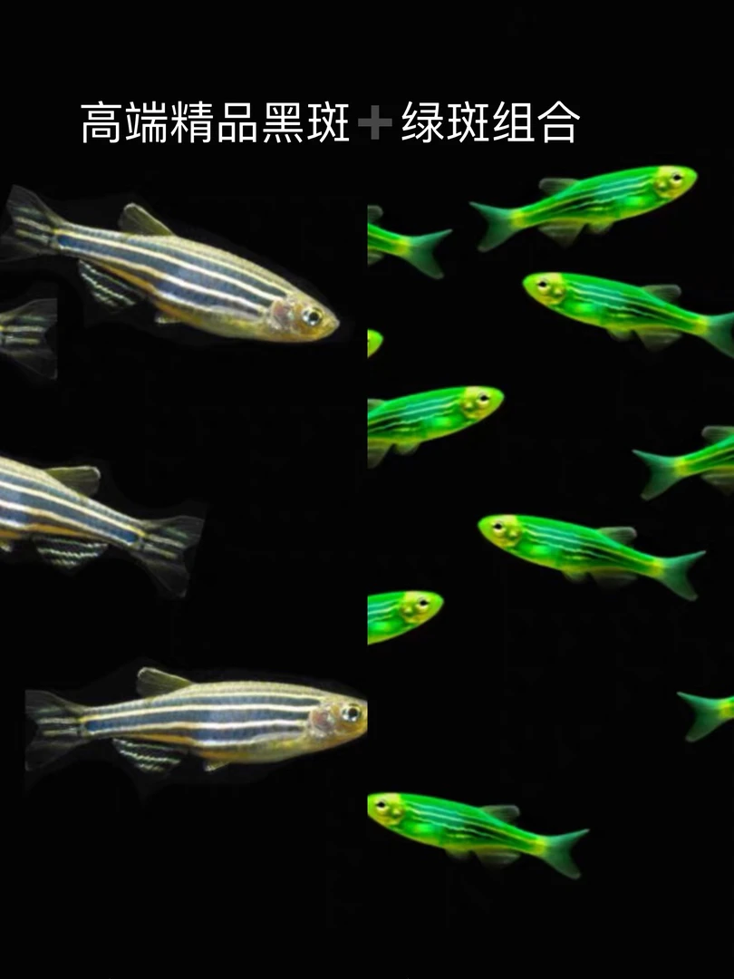斑马鱼斑马鱼活体 七彩红斑马鱼蓝斑马鱼蓝条鱼花条鱼热带观赏鱼