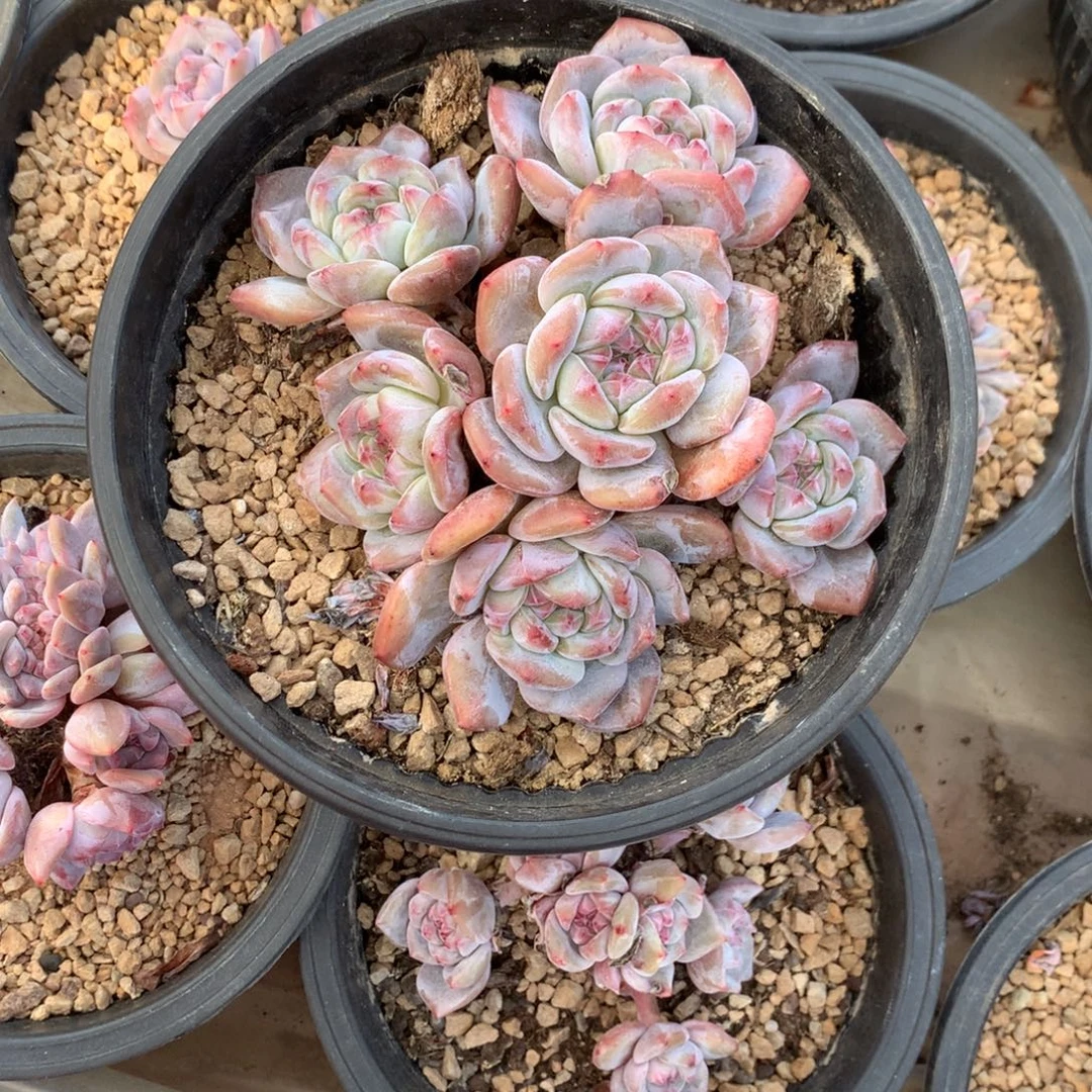 石榴籽紫皮花花花