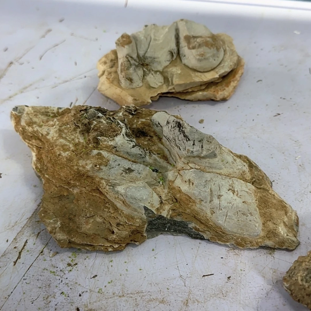 【闪购商品】香榧木吃****呀出汗也没有问题好咯好咯