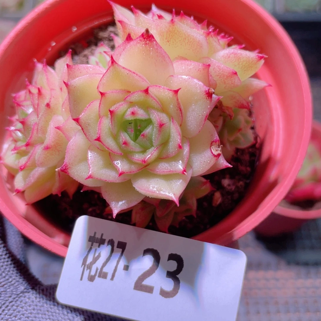 花利美27-23麦秆群