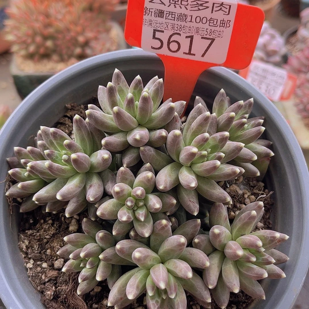 5617乌拉克拉多肉植物