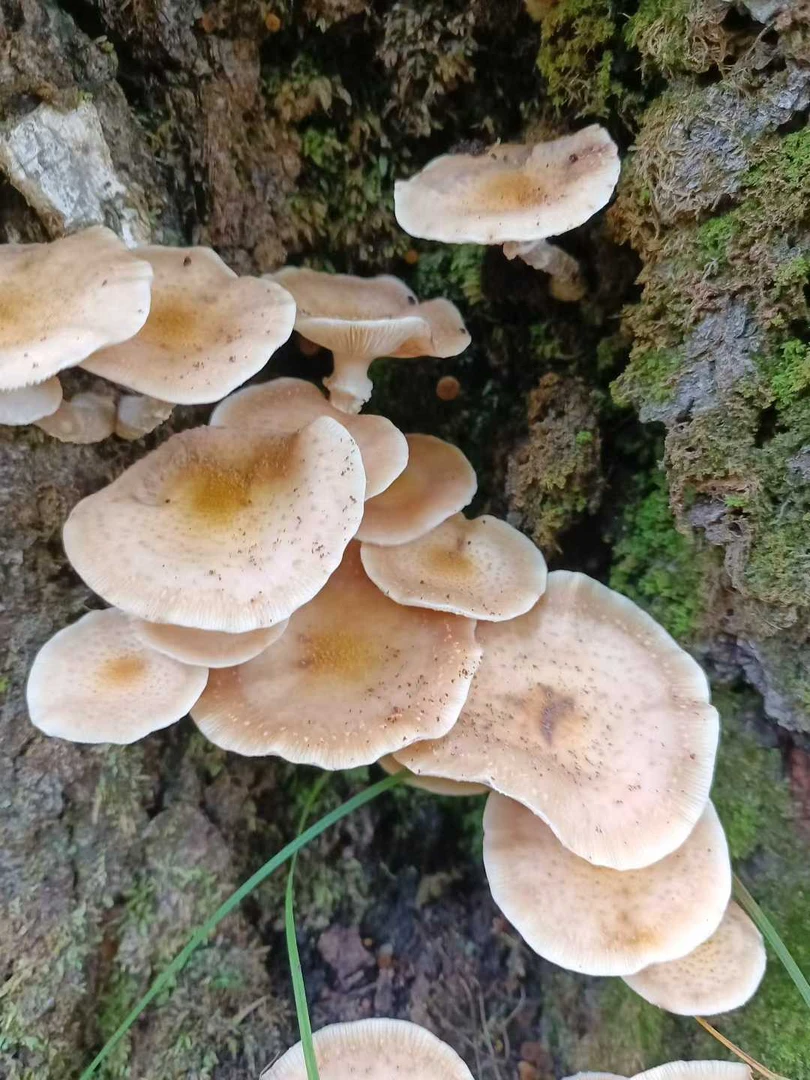 鲜榛蘑（25年新，纯野生蘑菇）