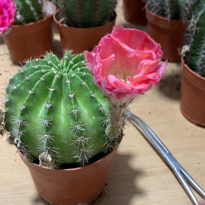 l****…彩草仙人球系列