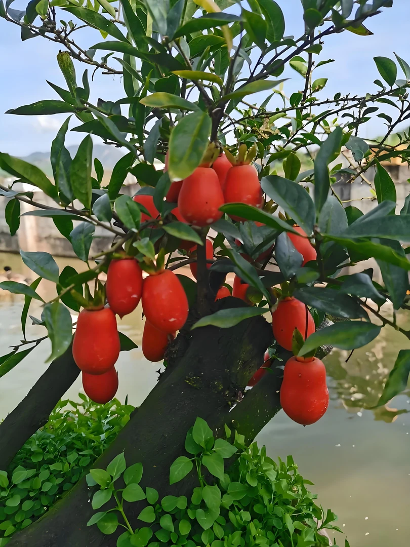 60~98直播链接金弹子绿植盆景