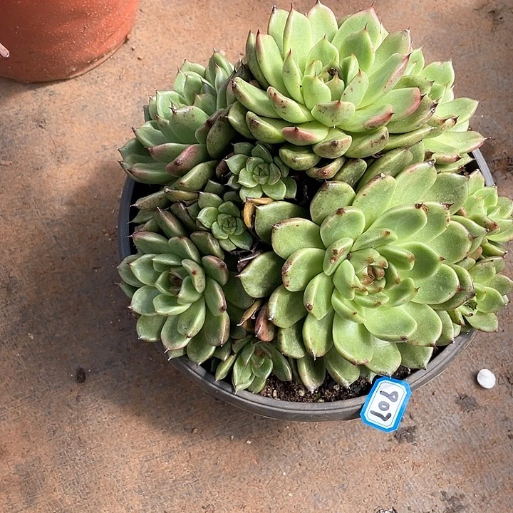 907黑水晶 一物一拍多肉