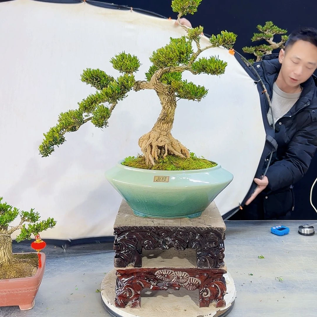 高端盆景艺术作品茶室罗汉松黄杨