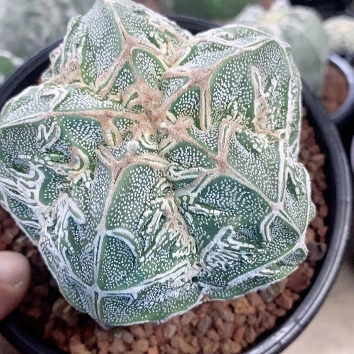 一***。仙人球的世界太漂亮了