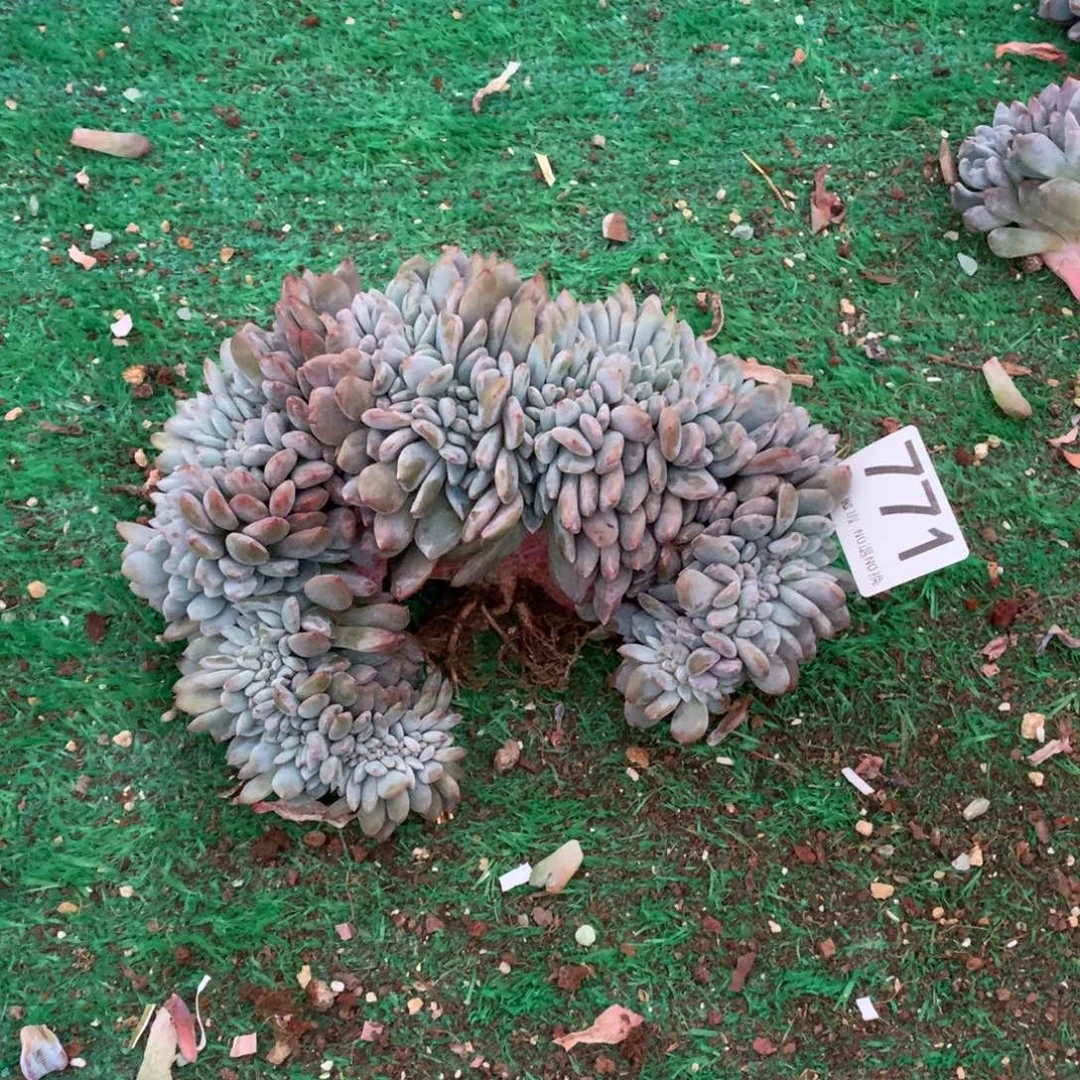 771橙子缀多肉植物