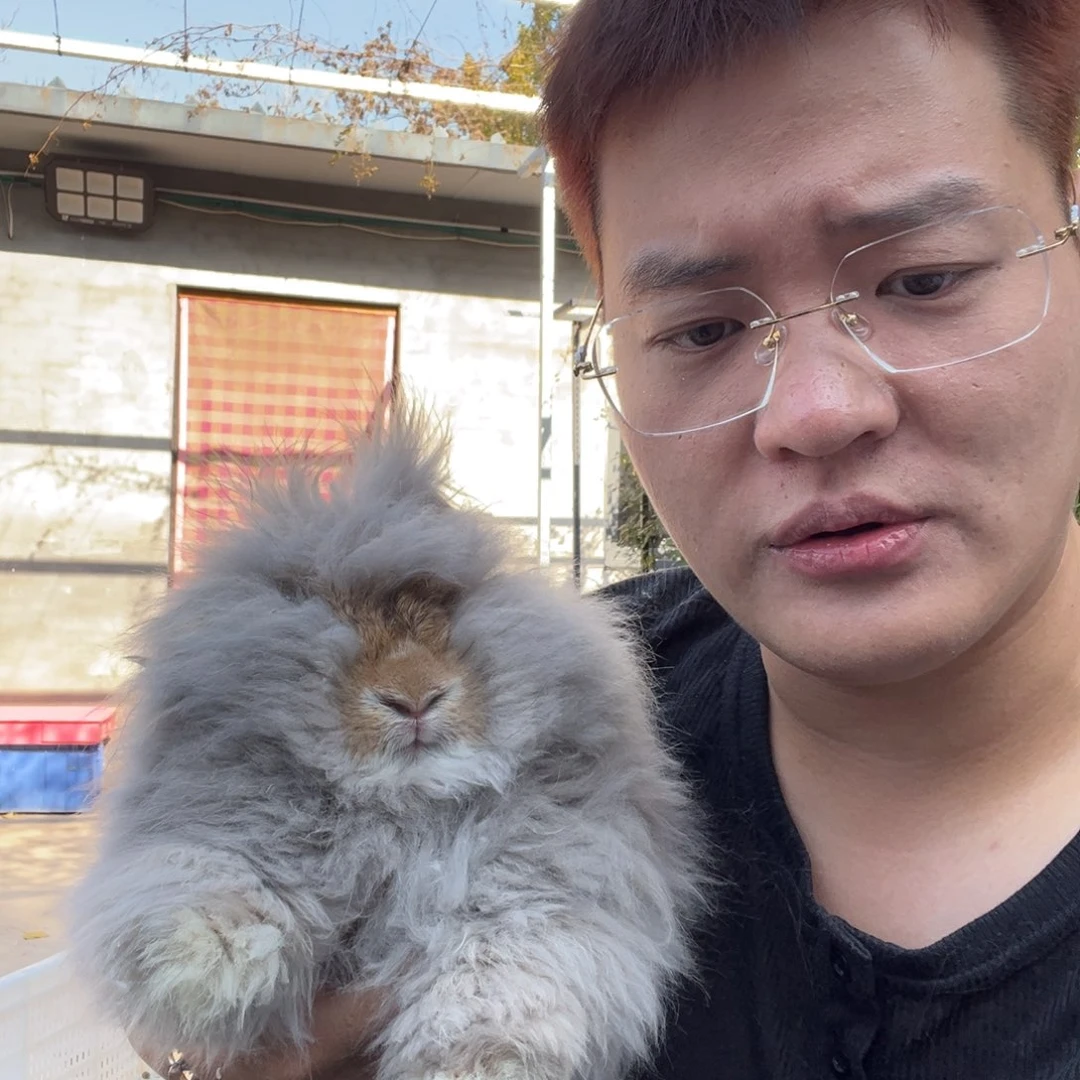 双血统英系安拉兔子