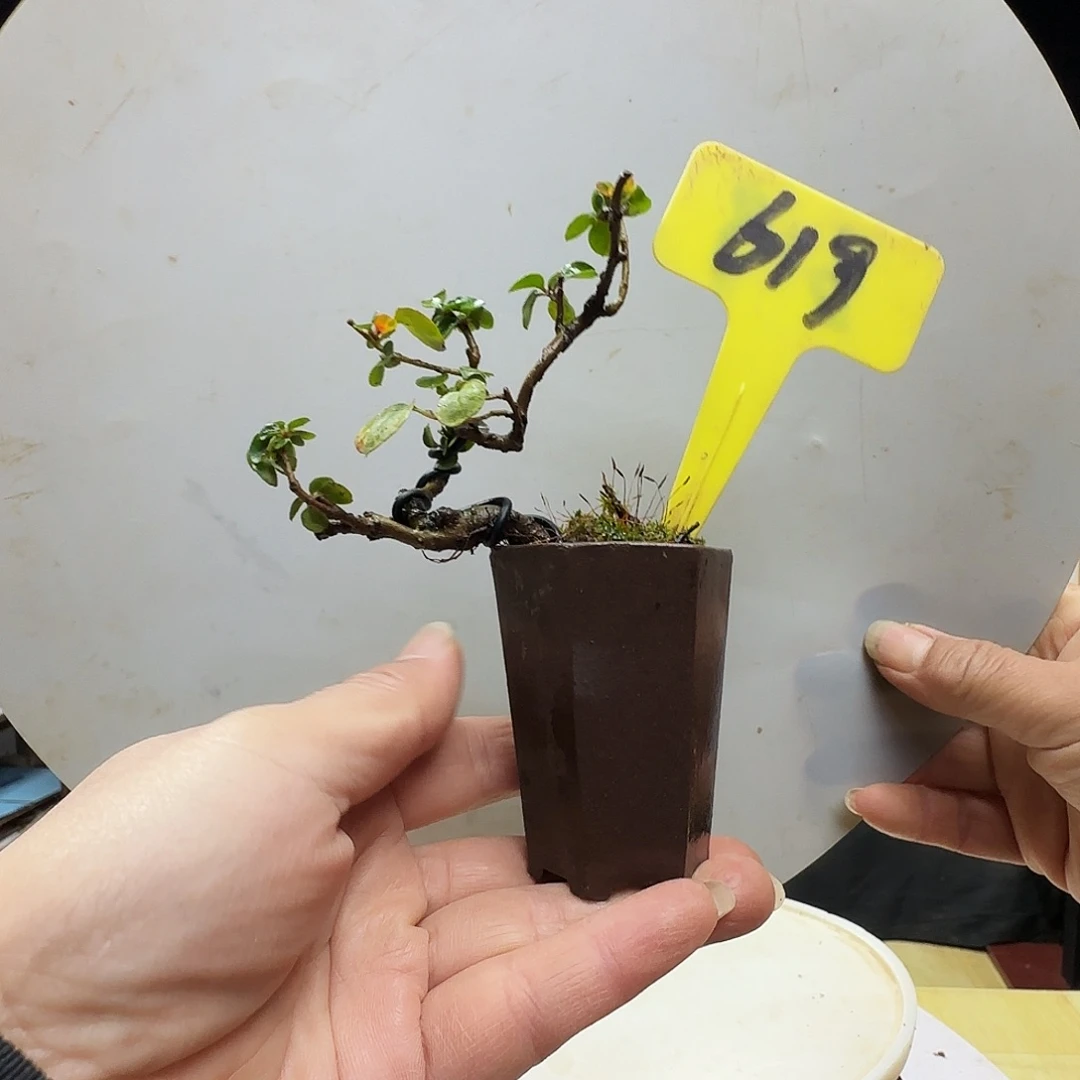 鸣***风无花朵红花荀子带盆包邮