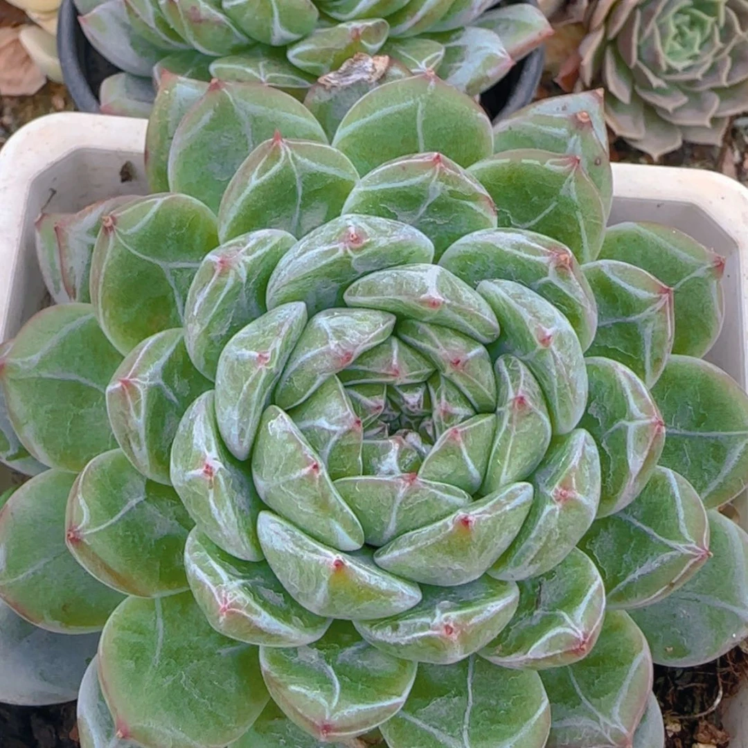 【闪购商品】雪花珍妮9.9