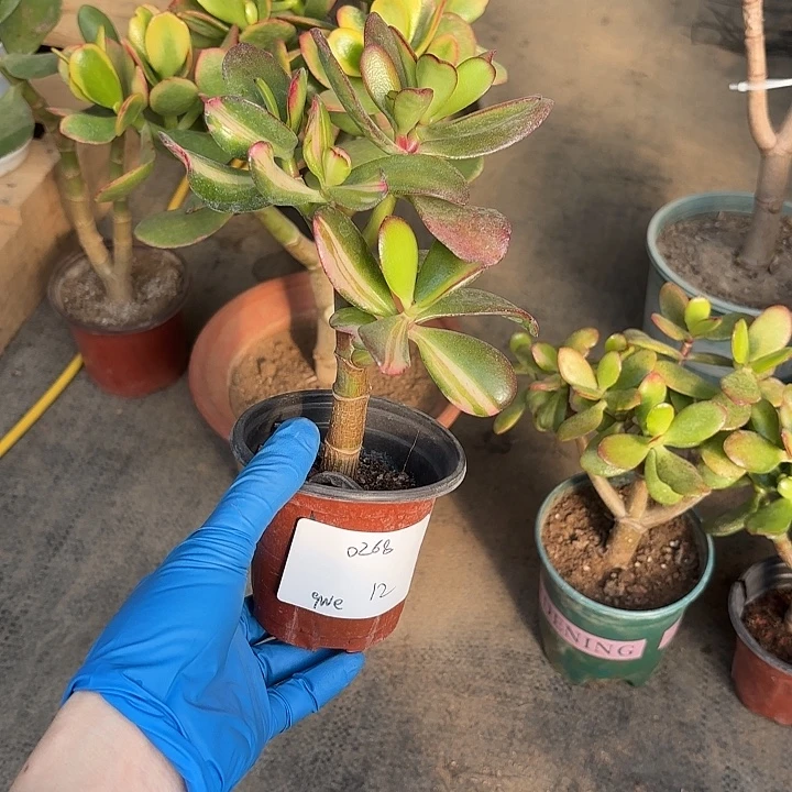 q***e当前无花栽培后可以开花韩国紫叶12