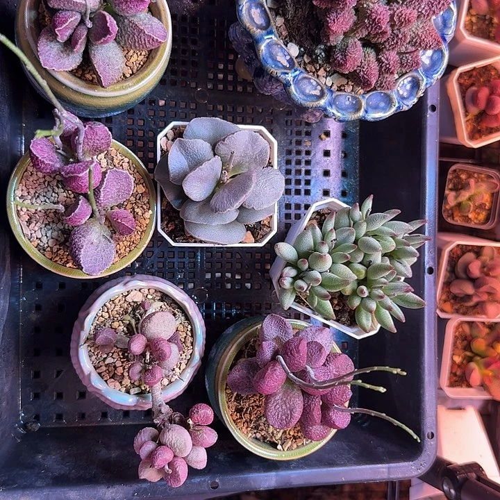 烟***南水蜜桃和草莓都很甜