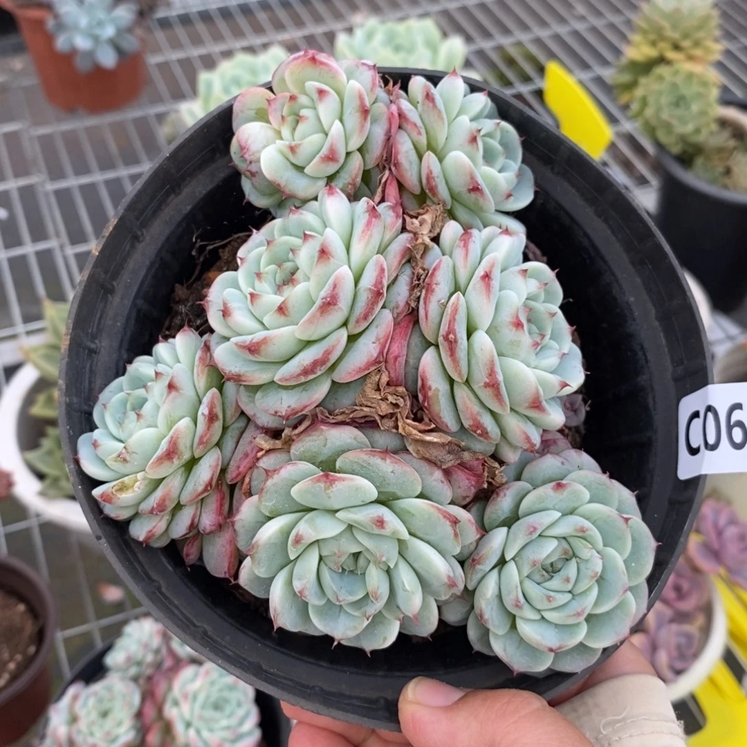 6878天鹅绒一物一拍