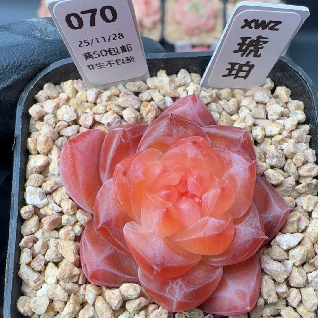 070   琥珀   5厘米盆