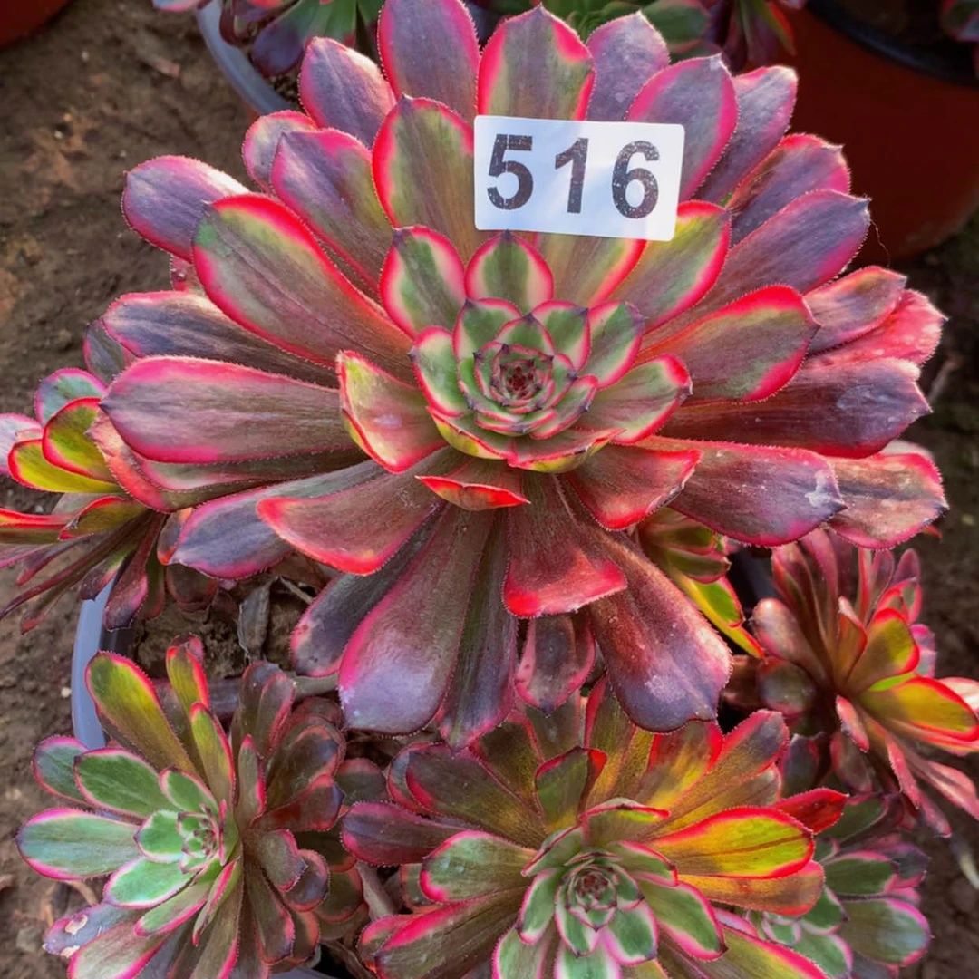 【闪购商品】516红金多肉