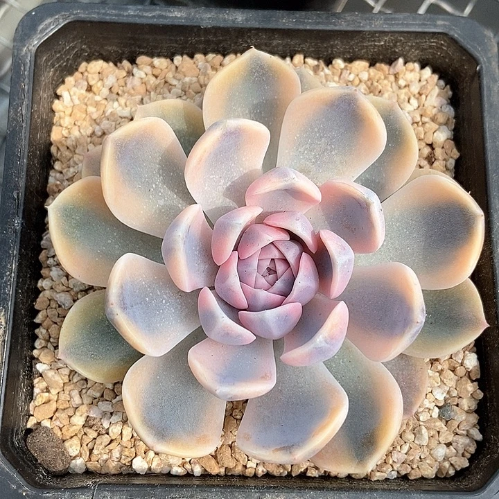 汉堡锦多肉植物的