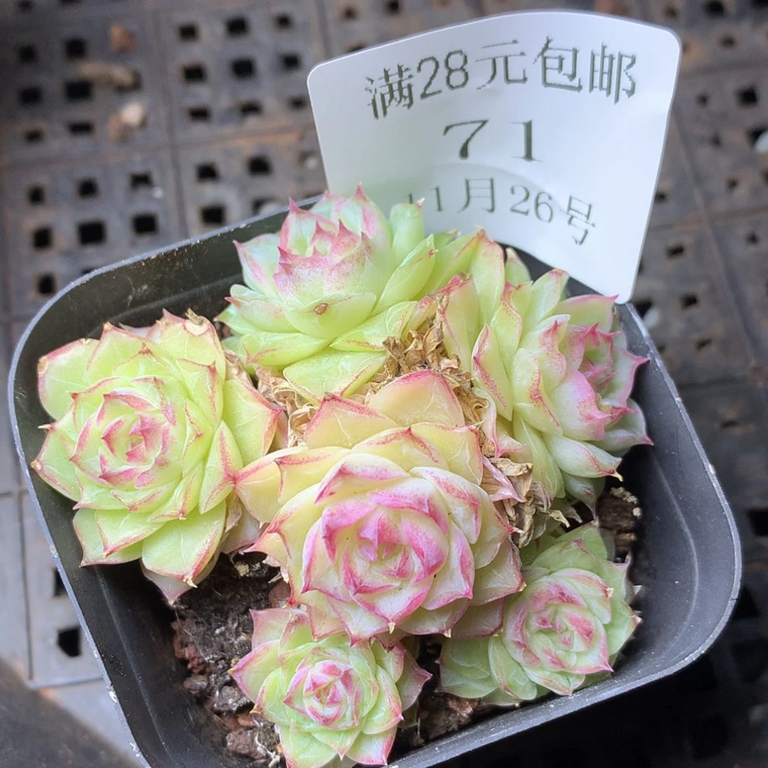 【闪购商品】云71号女王