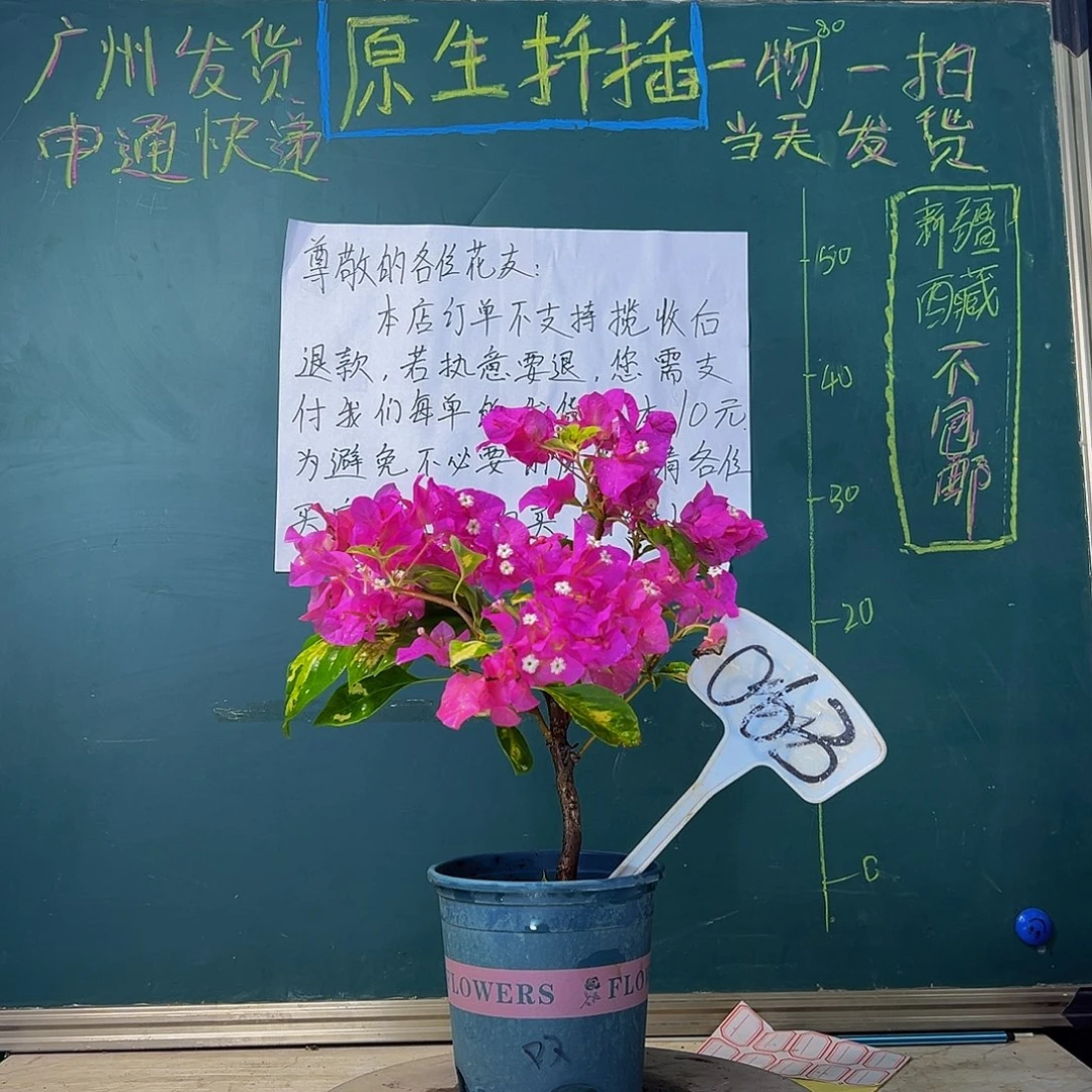 当前无花栽培后可以开花金心双色 063