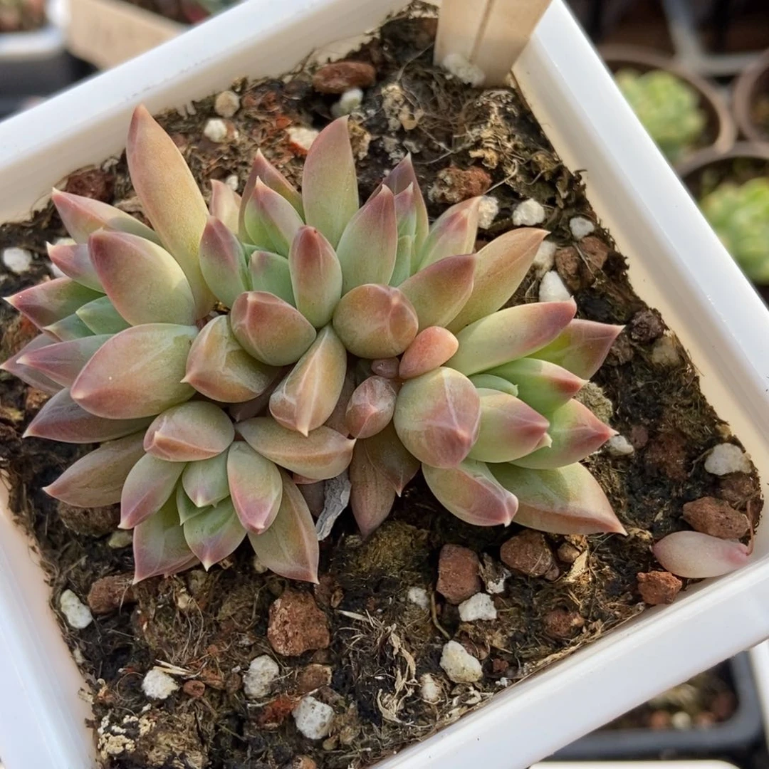 1084牧斯美人多肉植物保护