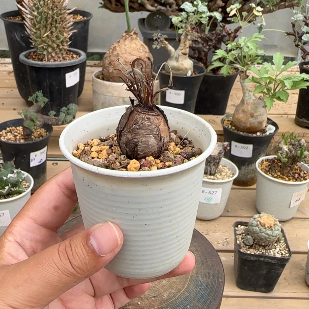 660冰晶洋葵块根植物