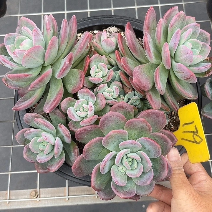 两单包邮1一物一拍179拉萨