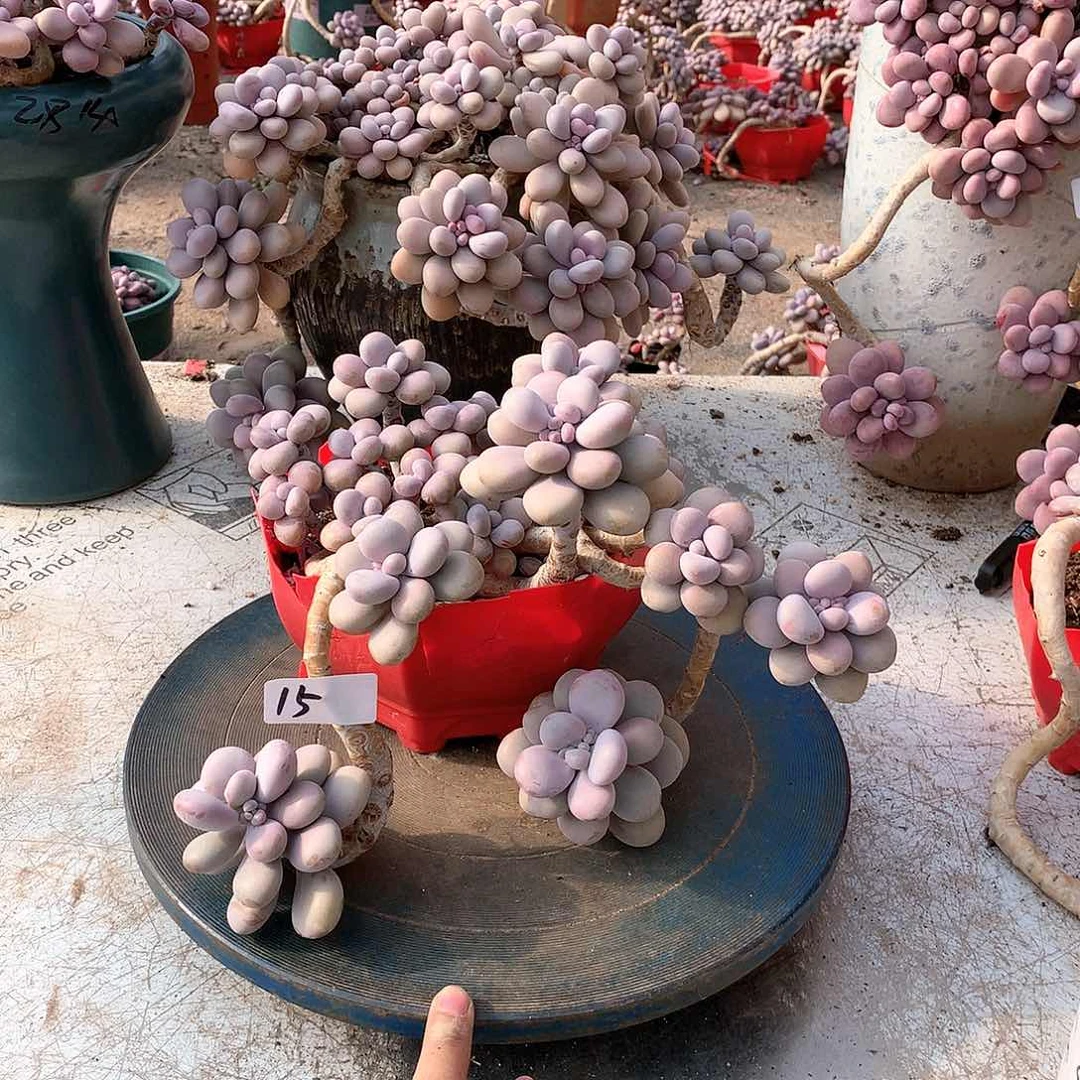 15一物一拍桃蛋老桩有断头