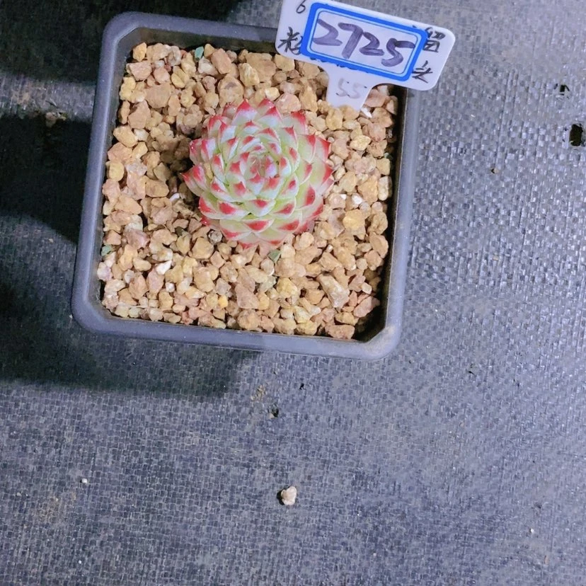 【闪购商品】浅***?2725