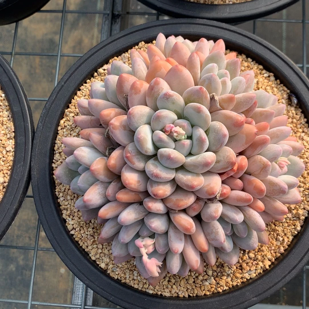 会****戒会飞的猪八戒香水多肉