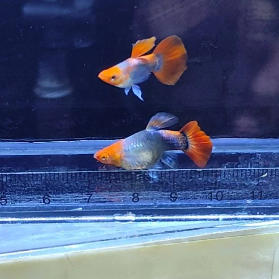 孔雀鱼14蓝礼服短球一对