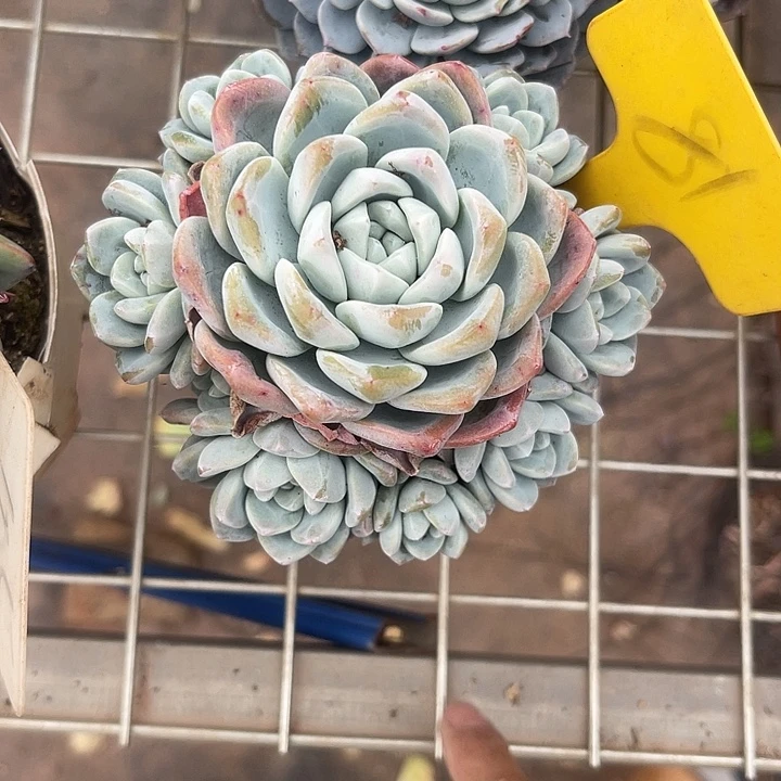 81冰玉开播炸福利啦，两单包邮