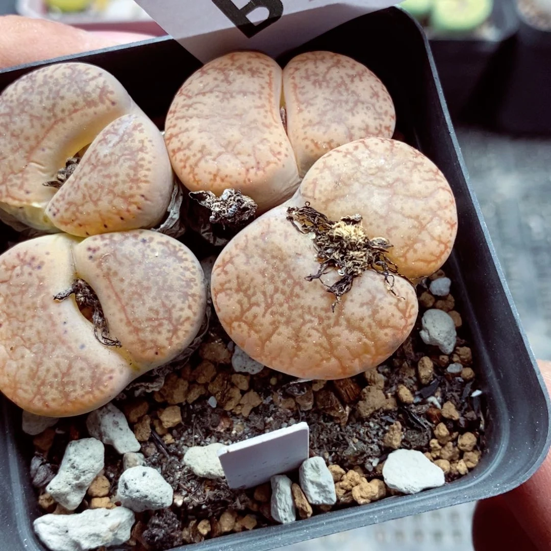 我我的小哥哥小姐姐们114