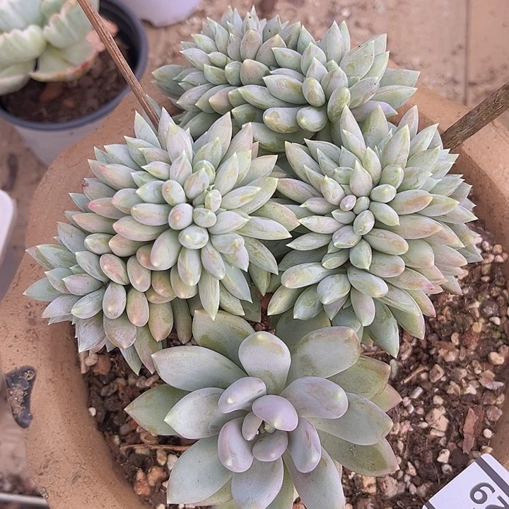 胖美人缀23129多肉植物