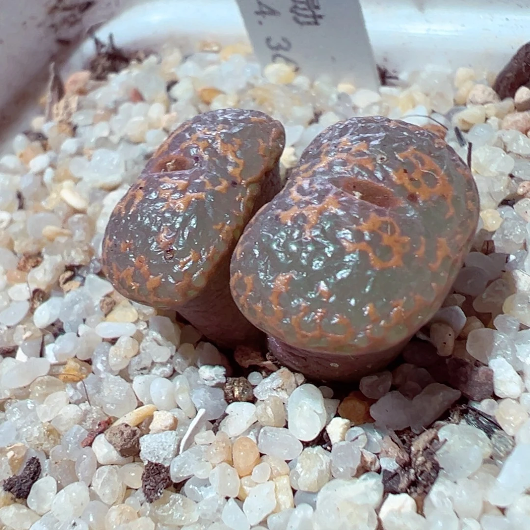 1022-669多肉多日k勋章