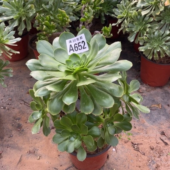 652军美丽不包断枝