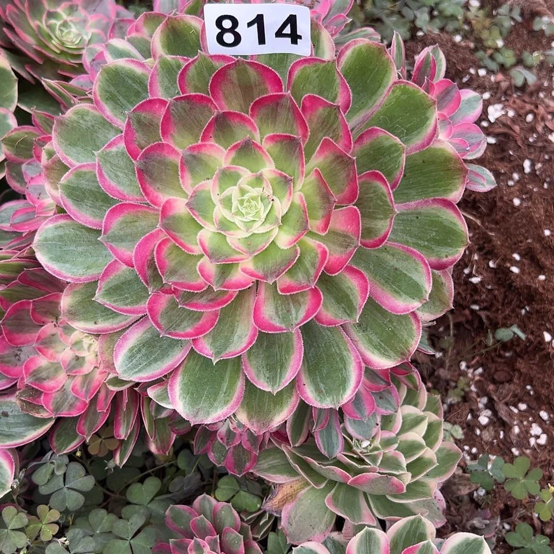 精品多肉植物814孔雀翎