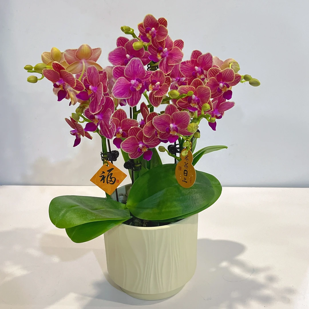 蝴蝶兰《金边玲珑 》花期长新手推荐 好养耐养带花 基地直发