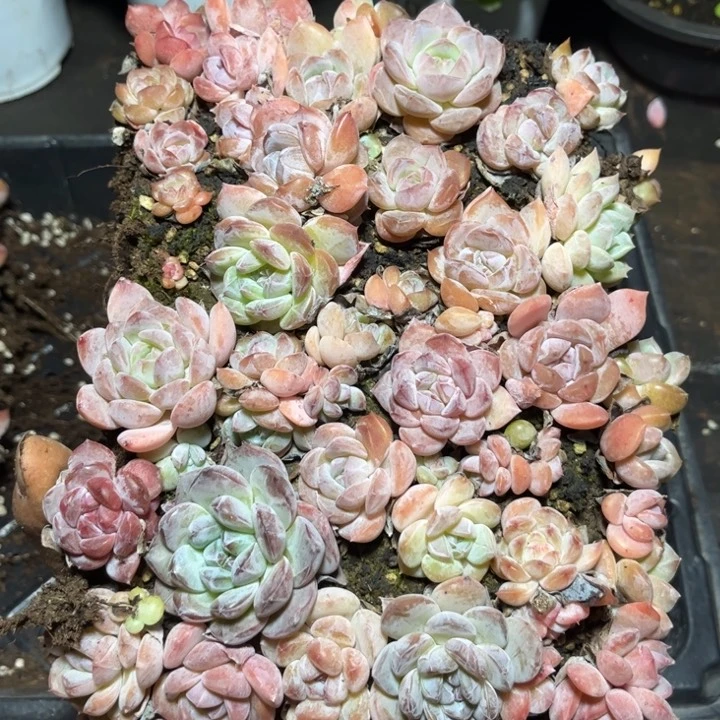 等风专拍切糕糖心麦秆女王