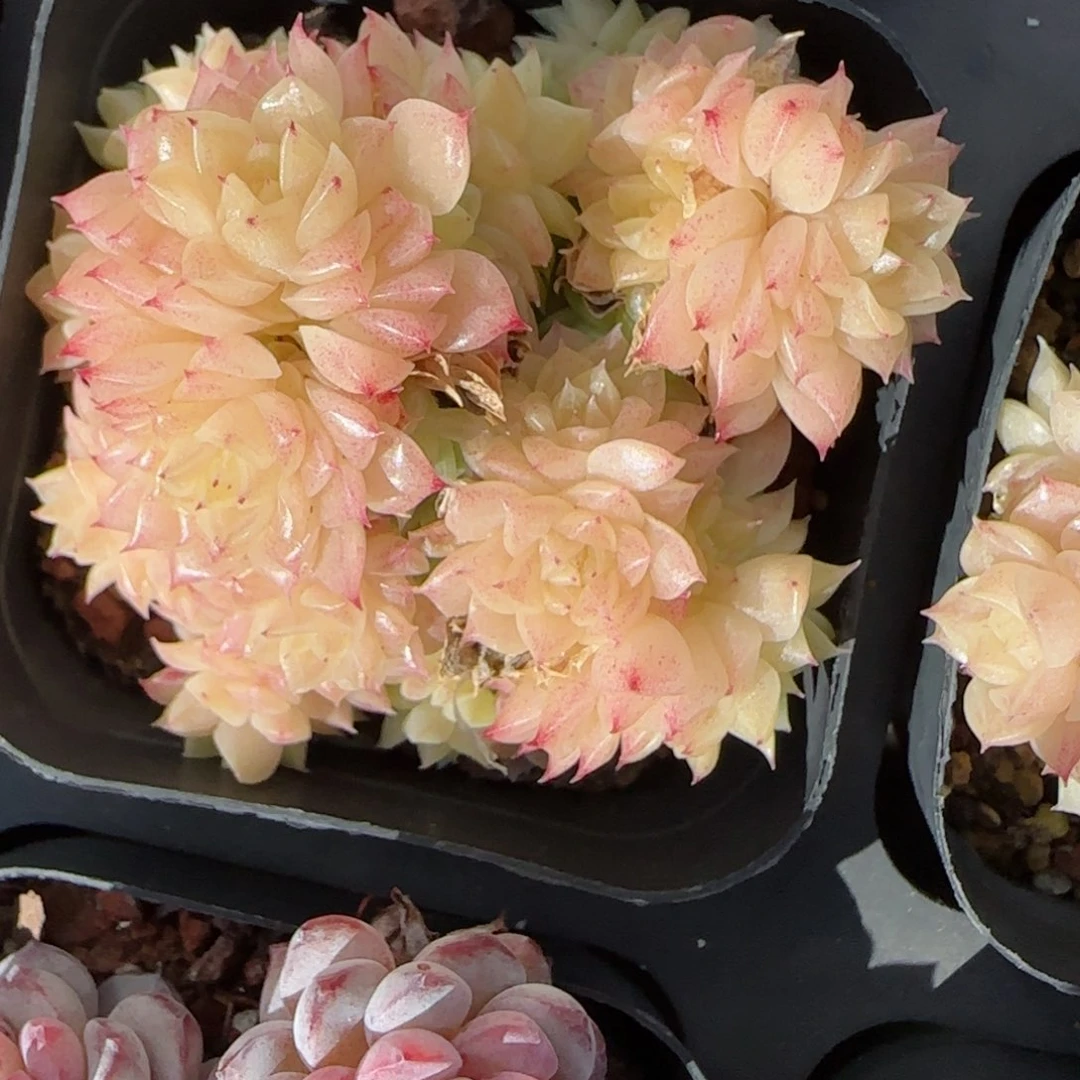 花语逸镜0125-106麦秆散