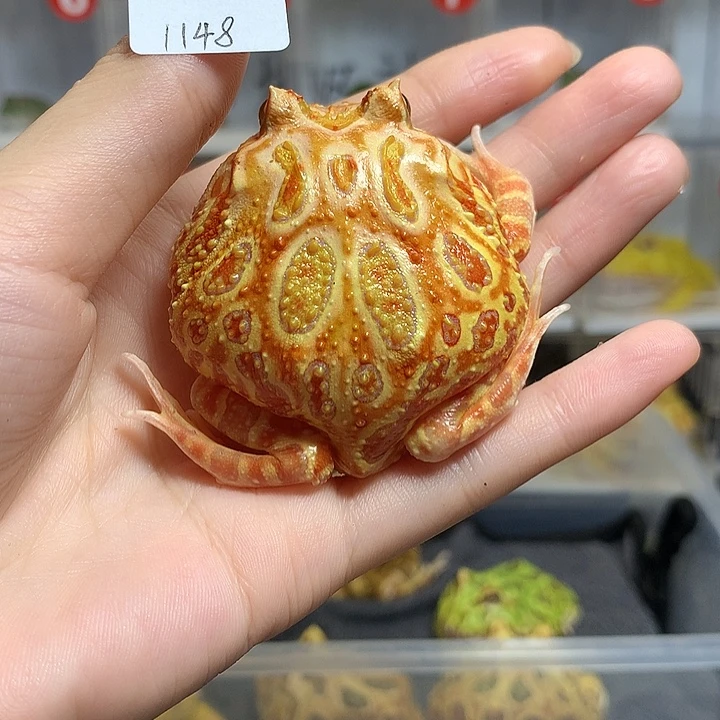 角蛙1148南瓜南瓜