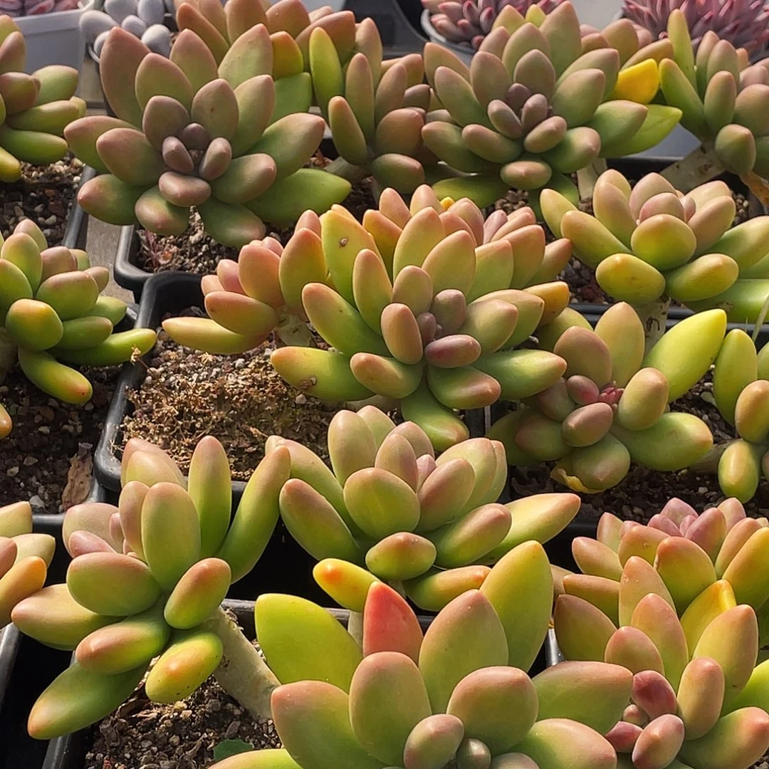 整桩无砍三头长粗腿芒果奶一颗